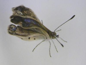 farfalla-Zizeeria-maha-blu-mutazione-fukushima-300x225