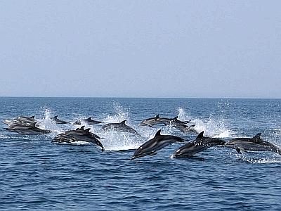 Delfini Golfo_Taranto