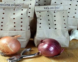 come conservare aglio e cipolle