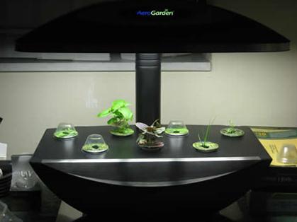 ecoinvenzioni il giardino in casa