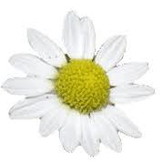 Glossario erbe e spezie aromatiche , camomilla