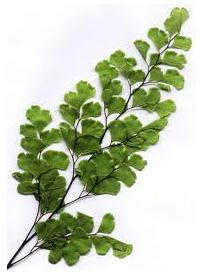 Glossario erbe e spezie aromatiche , capelvenere