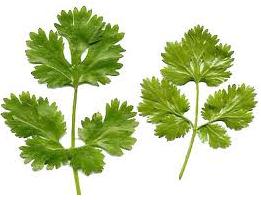 Glossario erbe e spezie aromatiche , coriandolo