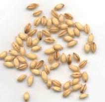 un cereale per ogni giorno della settimana, orzo