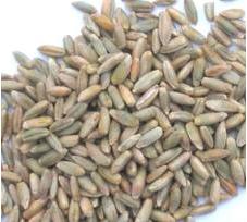 un cereale per ogni giorno della settimana, segale