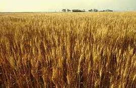 un cereale per ogni giorno della settimana, frumento