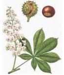 erbe e spezie le propriet&agrave; per il benessere