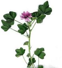 erbe e spezie per ansia e depressione