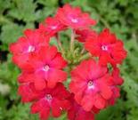 viaggio nelle spezia aromatiche