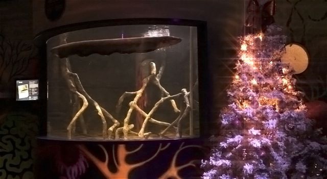 albero di natale alimentato da un anguilla, albero natale ecosostenibile