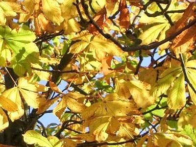 Autunno anticipato_in_Toscana