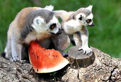 Bioparco Roma_Ghiaccioli_animali