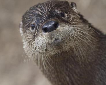 Lontra
