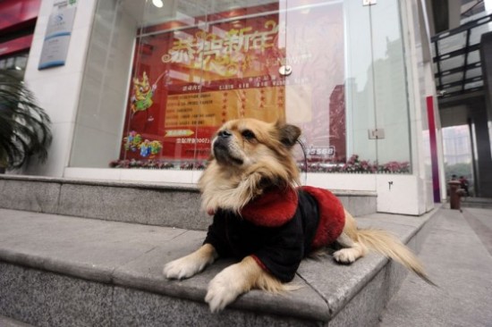 Cane Cina_Wang_Cai