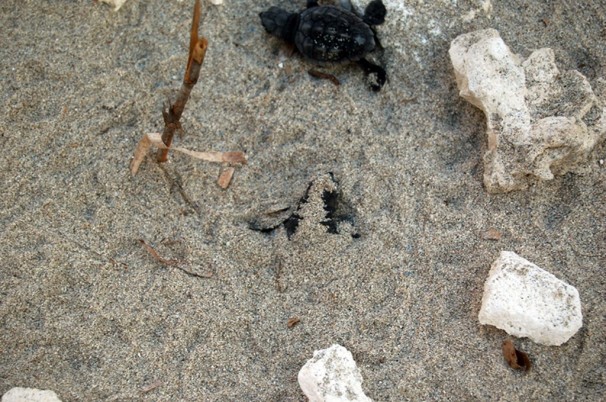 tartarughe Caretta_caretta_-_Spiagge_Salento