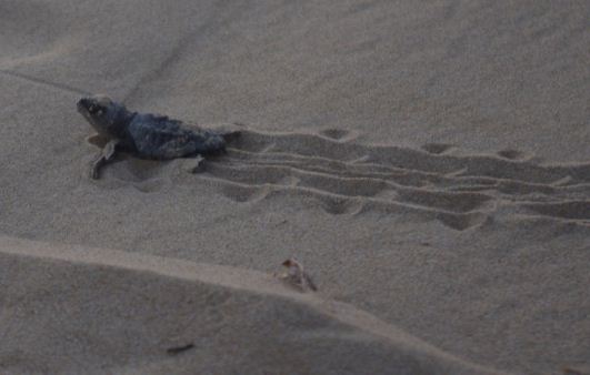 tartarughe Caretta_caretta_Giallonardo_2012