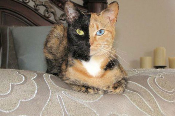 venus gatto chimera bicolor-586x390