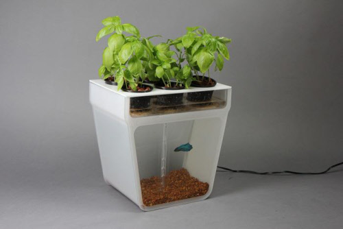 home-aquaponics-kit