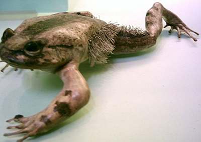 Rana pelosa