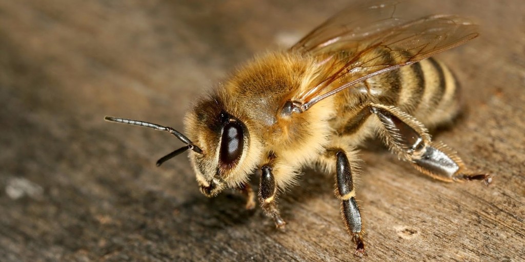 miele rosso dell'himalaya