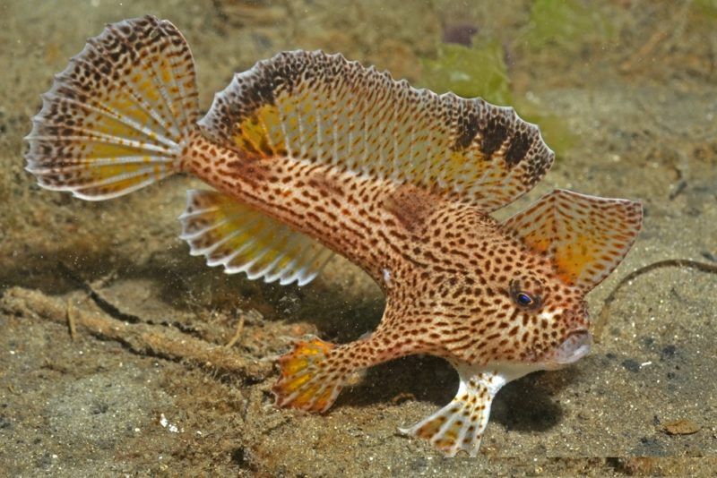 smooth handfish