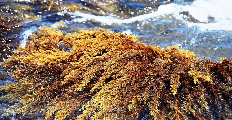 plastica dalle alghe