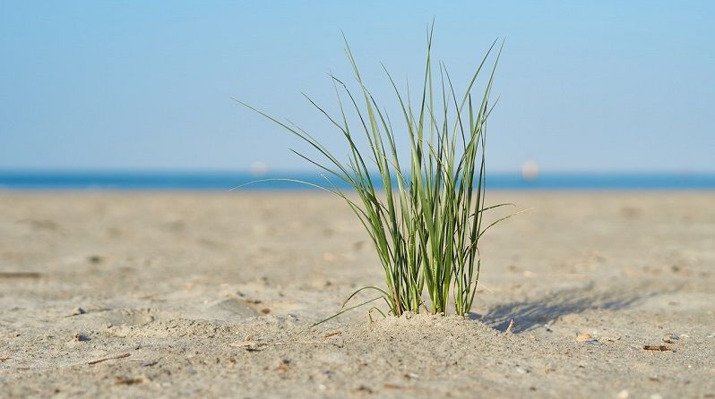 spiaggia di sabbia verde