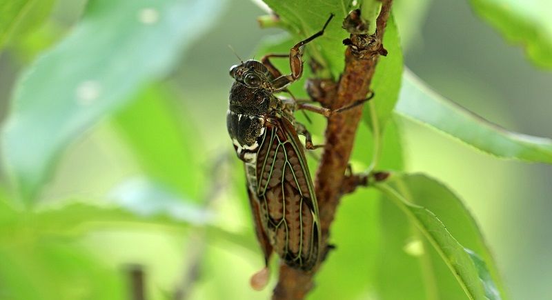 mangiare le cicale