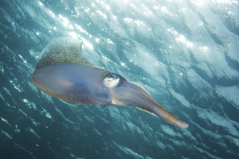 memoria delle seppie