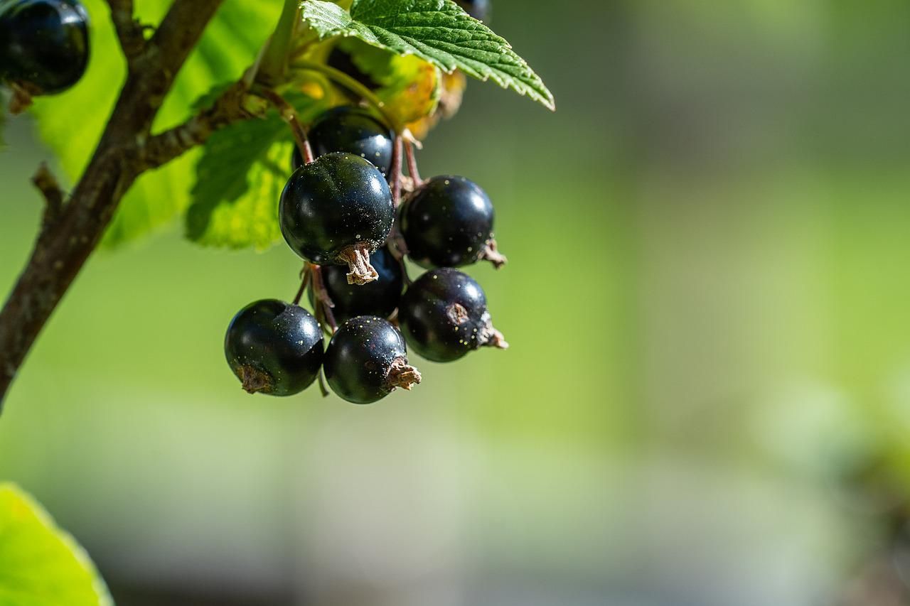 ribes nero