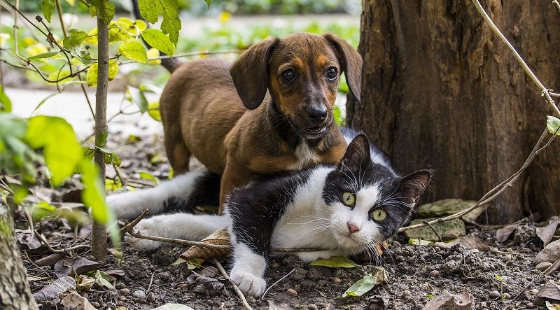 cane e gatto