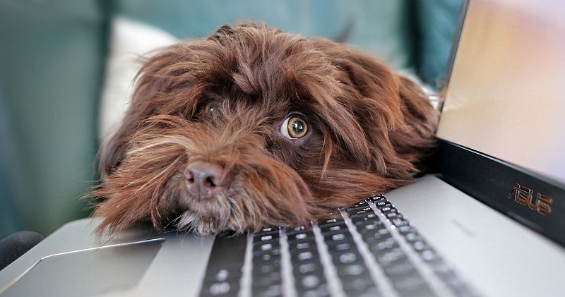 sport fido quarantena