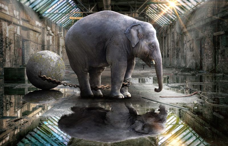 elefanti in cattività