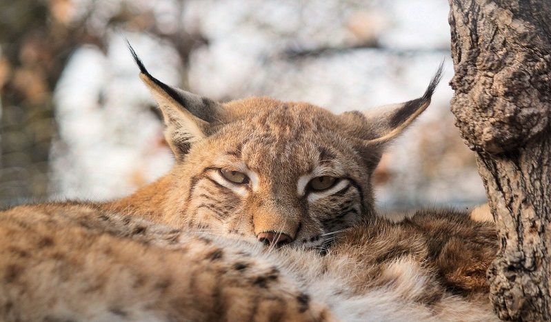 lince