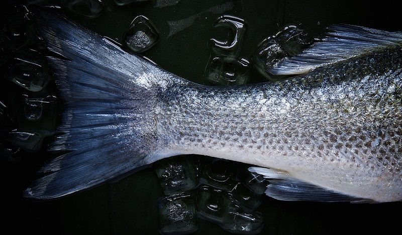 bioplastica con le squame di pesce