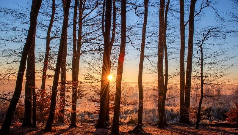 riforestazione del pakistan