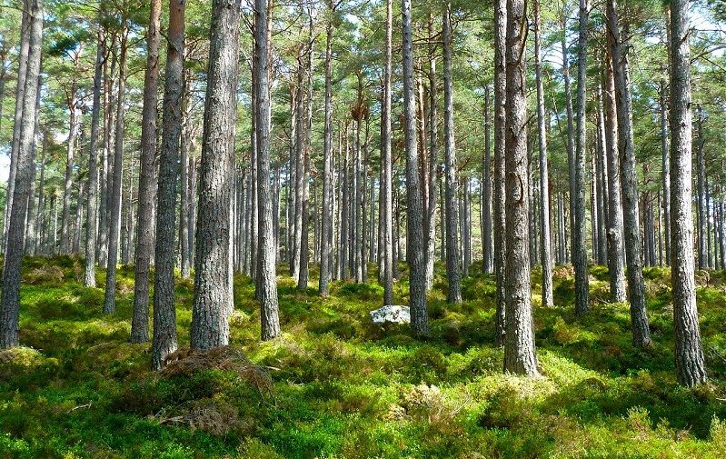 alberi giovani e bassi