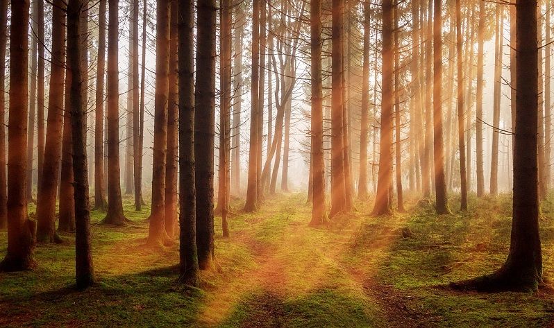 energia dagli alberi