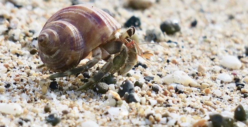 microplastiche granchio