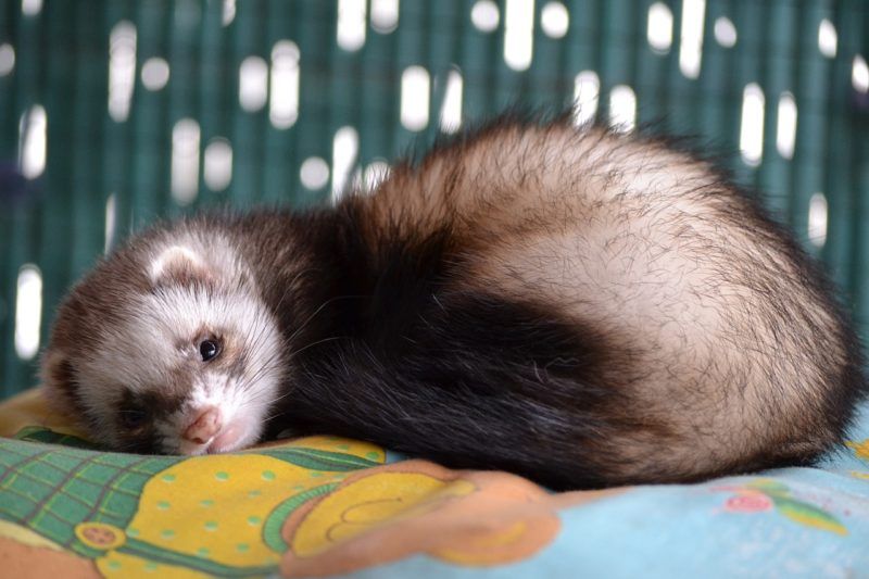 furetti