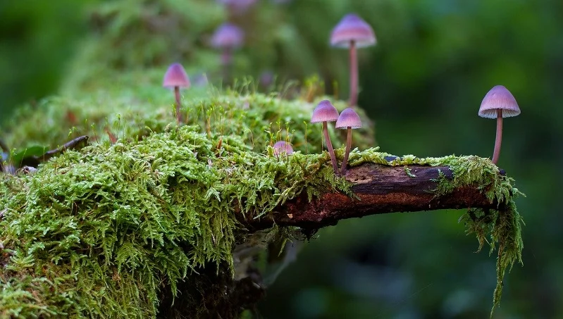 funghi