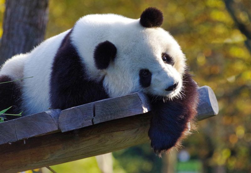 panda gigante