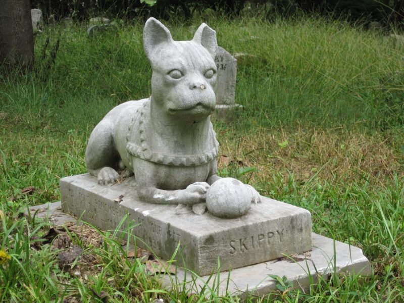 cimitero di animali