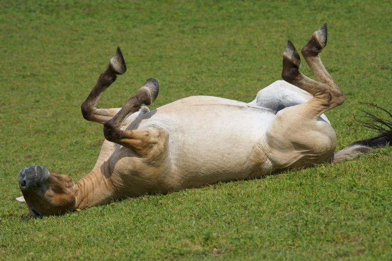 cavallo di przewalski