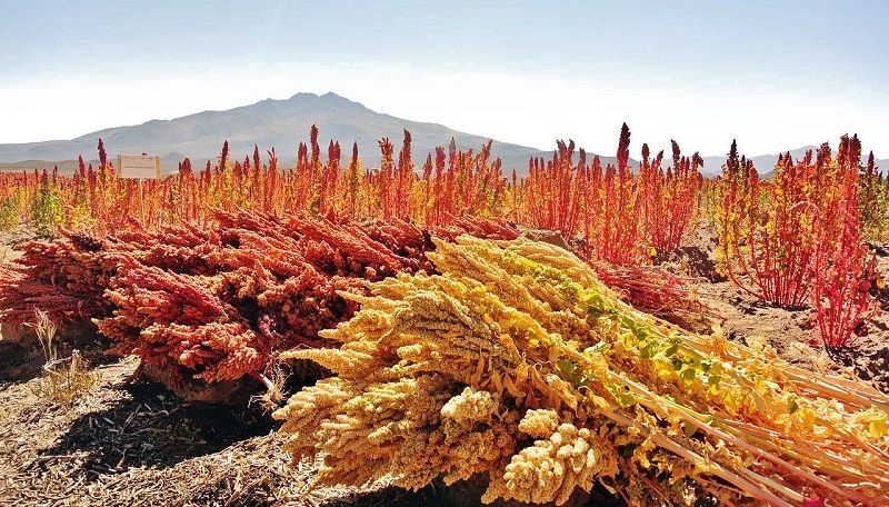 quinoa