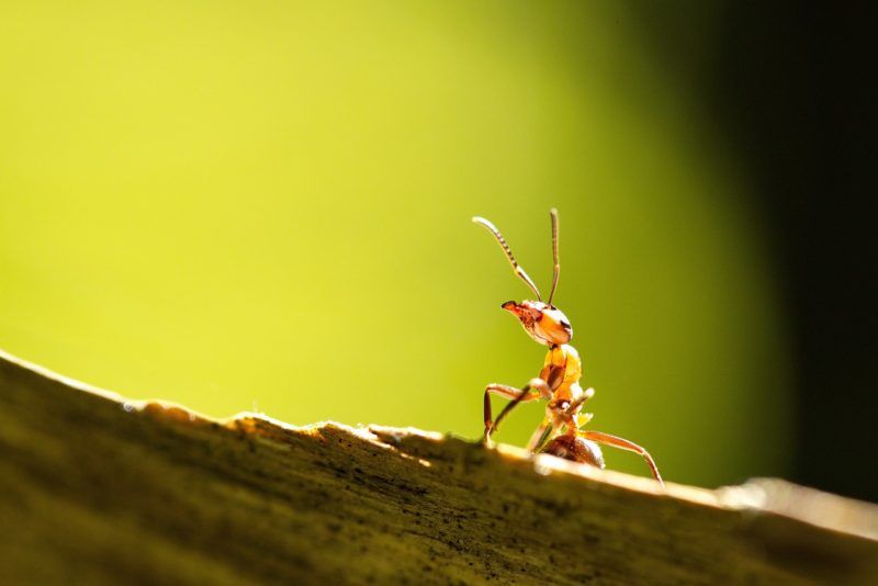 distanziamento sociale