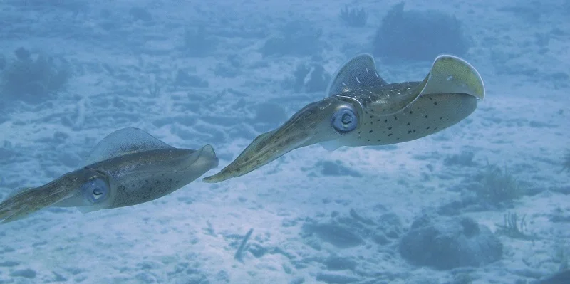 calamari
