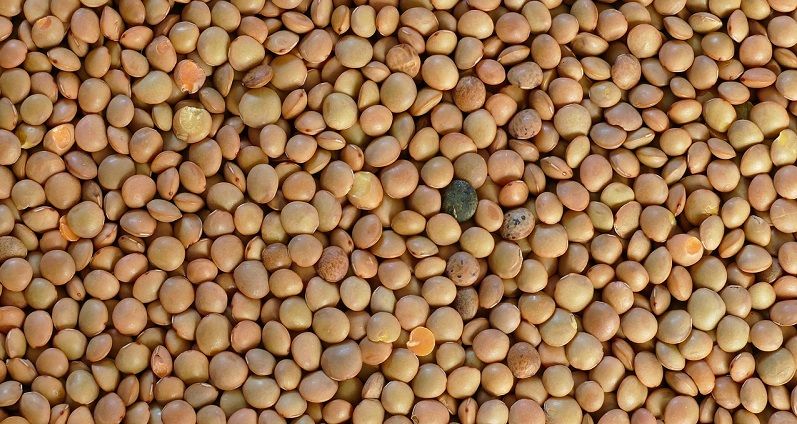 lenticchie