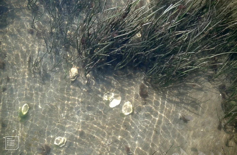 pianta acquatica