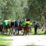 Trekking con gli asini, il volto naturale del Salento